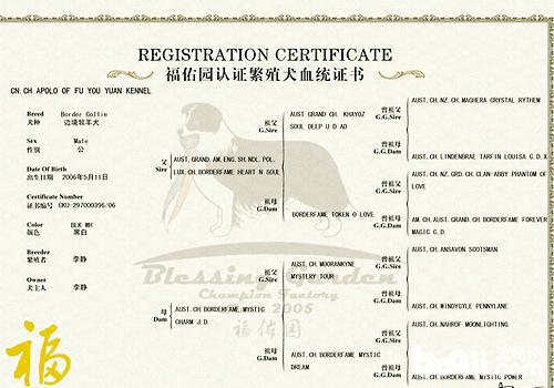 第1次想养纯种狗应该怎么挑,纯种狗和不纯种哪个好养