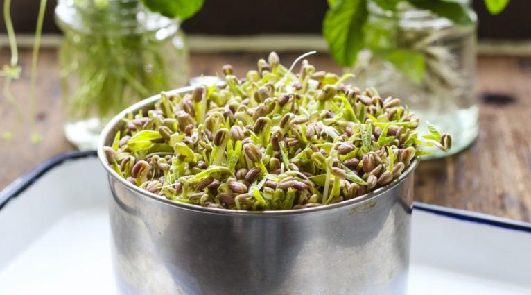 什么豆子都可以发豆芽菜,黄豆发豆芽菜的简单方法