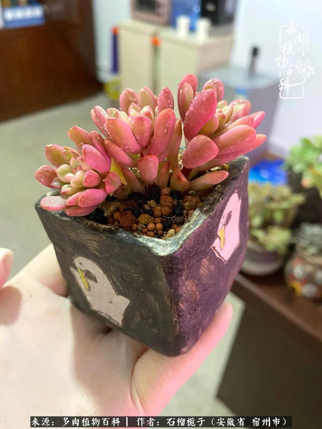 治愈系多肉：何以解忧，唯有多肉