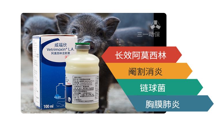 猪感染毒菌毒素怎样治疗,猪破伤风怎么治疗最有效