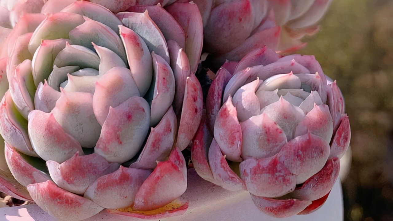 旋叶姬星美人多肉有香味吗,自带香味的多肉推荐