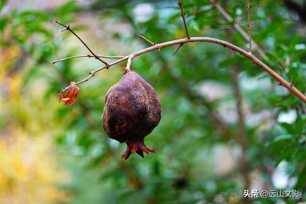 索尼黑卡二怎么拍,索尼黑卡2大光圈拍视频