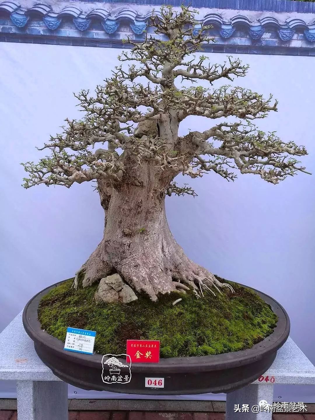 盆景结顶的形式,最好的盆景结顶方法