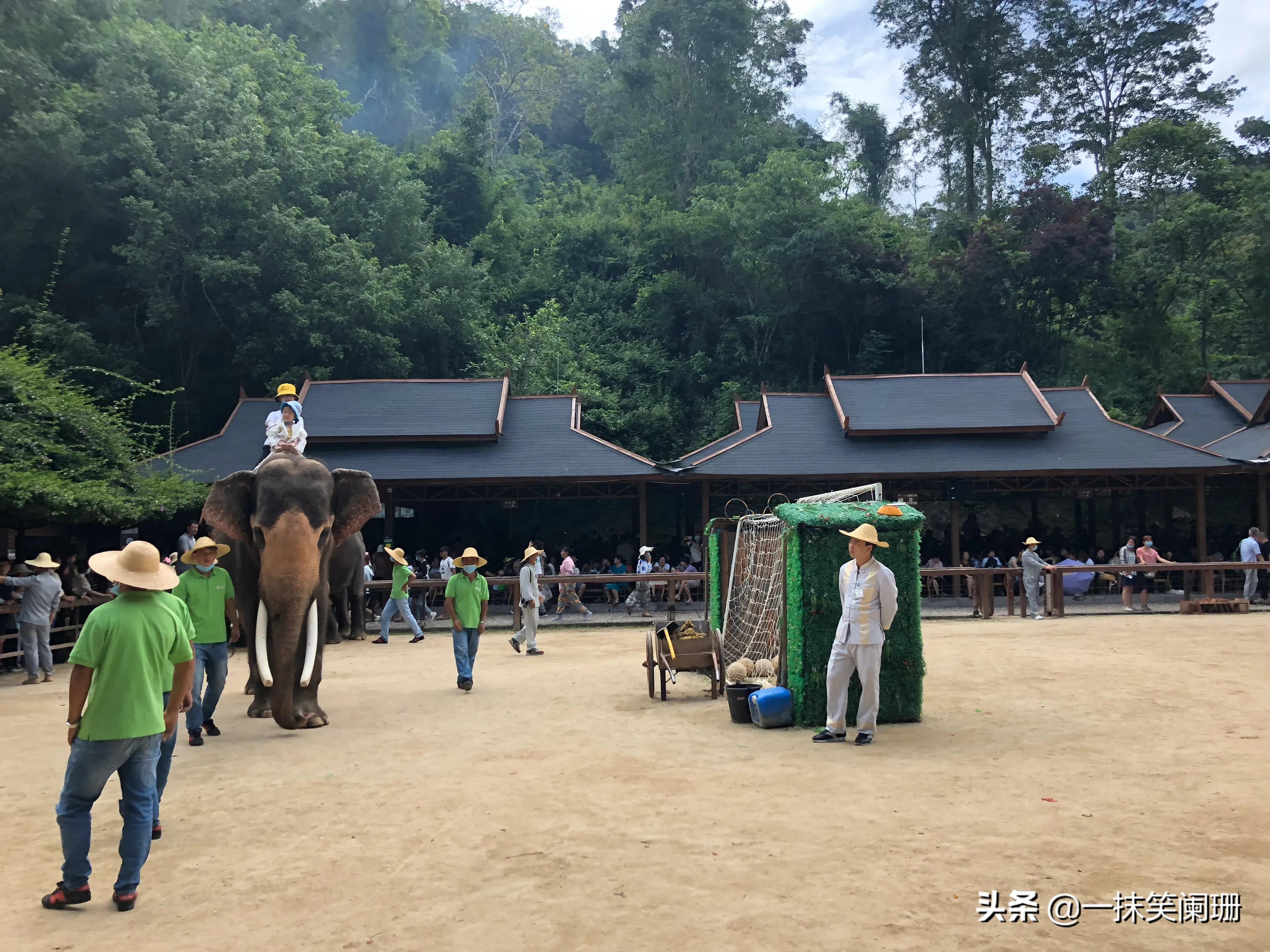 西双版纳野象谷大象表演,西双版纳野象谷大象表演现场视频