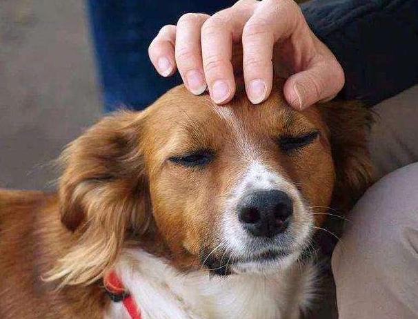 狗狗异食癖吃什么微量元素,狗狗异食癖是什么意思