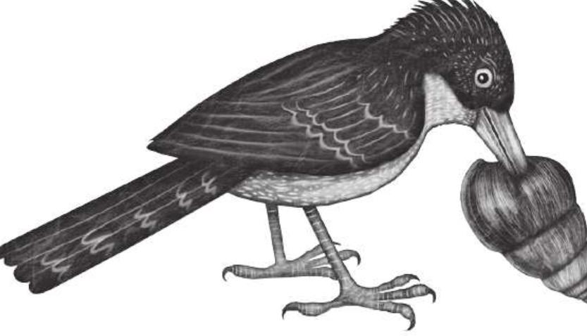 生命不息，干饭不止——非洲大蜗牛