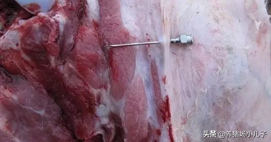 给猪打针打的鼓包了怎么办,给猪打针的时候应激了怎么办