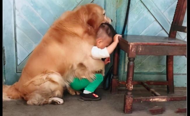 主人收拾两只犯错的狗,主人犯错金毛开启护娃模式