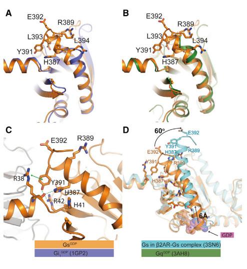 中国冷冻电镜技术进展,冷冻电镜最新研究