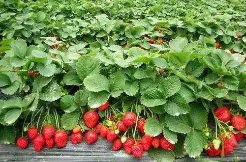 磷酸二氢钾执行标准t2321-2016,磷酸二氢钾在农作物上的使用方法