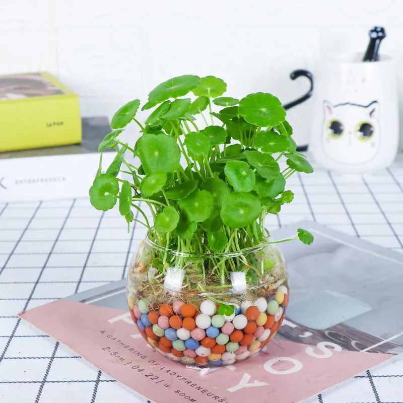 铜钱草叶子黄水培方法,铜钱草叶子黄怎么管理