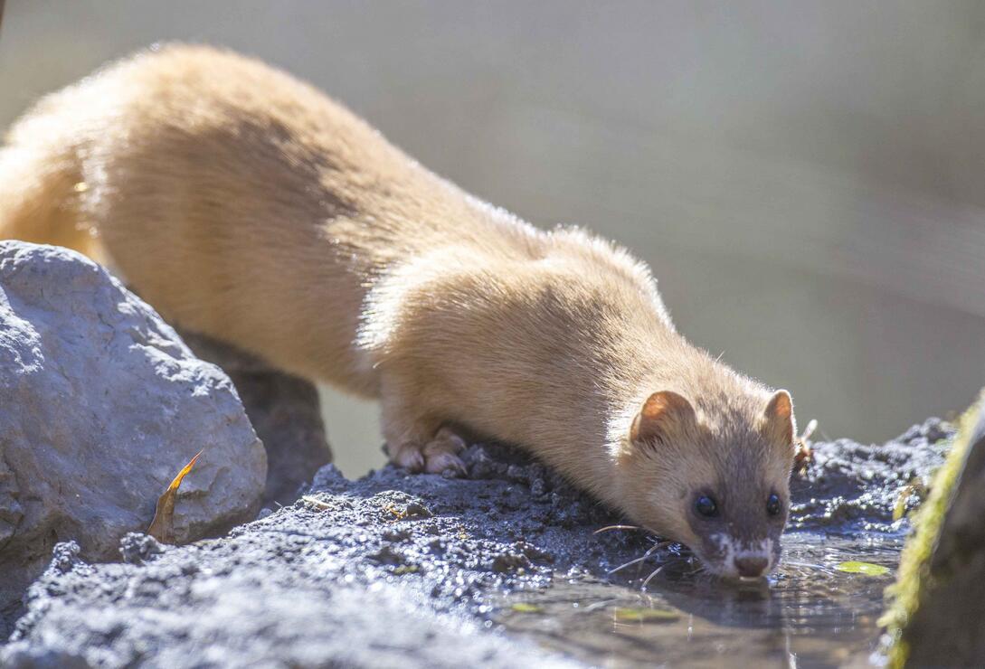 黄鼠狼的天敌有哪些,黄鼠狼在农村的天敌