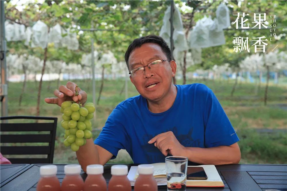 阳光玫瑰葡萄哪里最好种,种阳光玫瑰葡萄前景怎么样