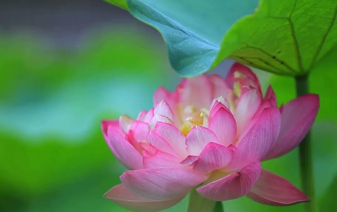 瓷器莲花纹的设计之美和文化内涵,陶瓷莲花纹