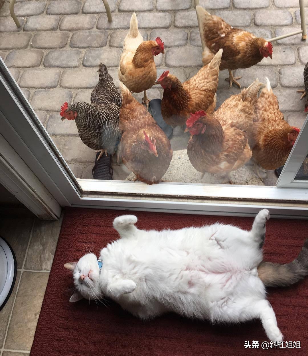 国外一只猫每天自己外出,国外一只猫经常露出奇怪表情