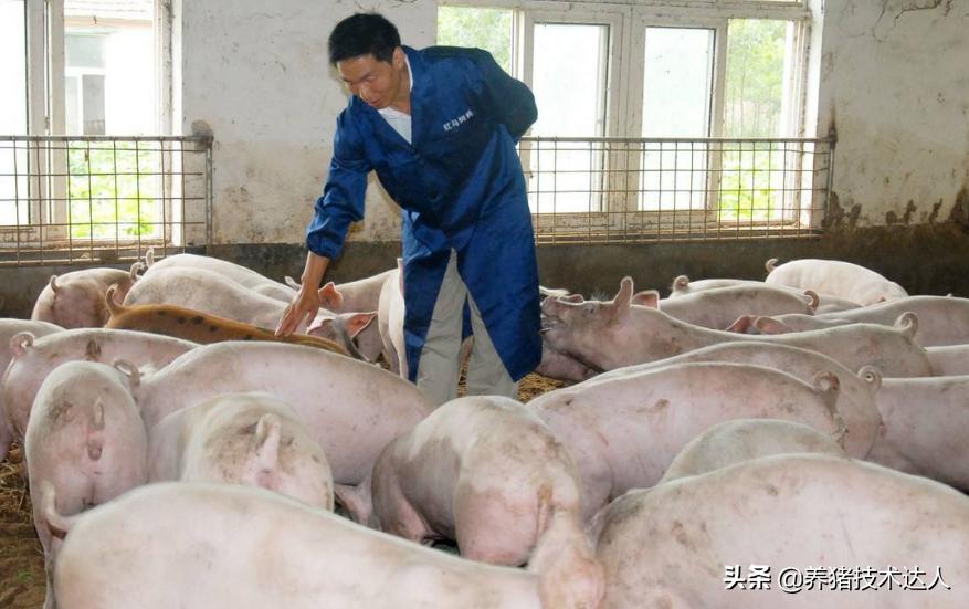 保育小猪咳嗽用什么药治疗,小猪反反复复咳嗽