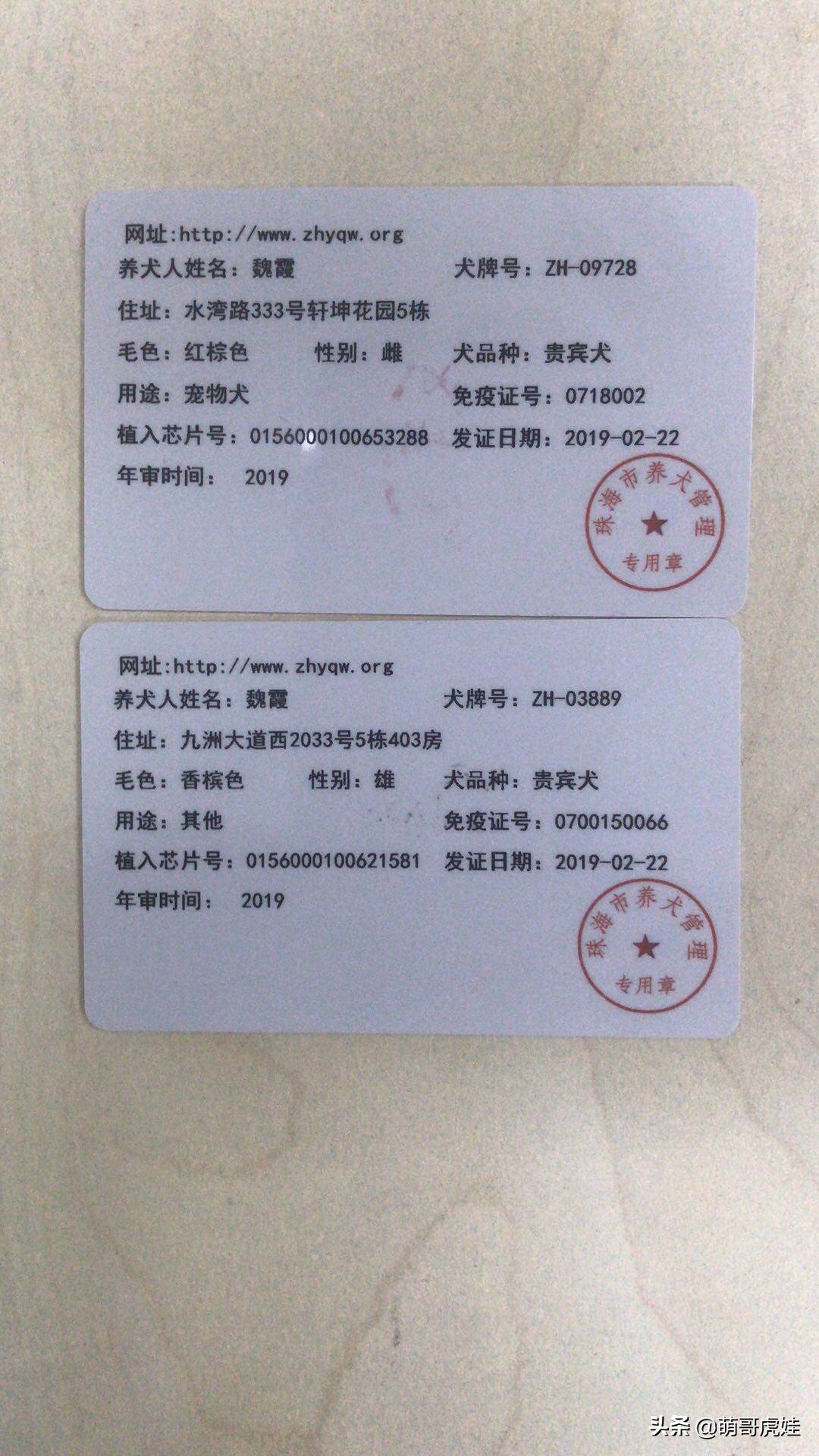 巨型贵宾遇到陌生的人乱咬怎么办,客人被猫抓伤打疫苗