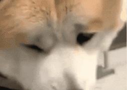 遛完狗狗不回家,狗狗遛完不肯回家怎么办