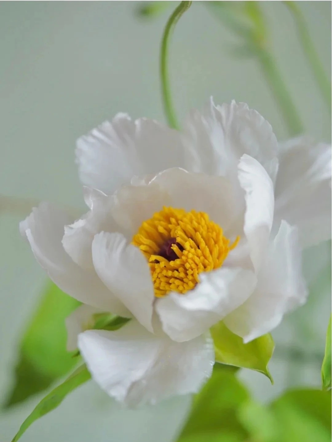 植库‖跟随仙气飘飘的油牡丹，追寻春天的步伐