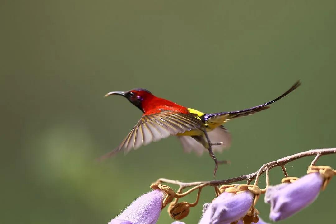 可爱的太阳鸭,可爱的太阳鸟