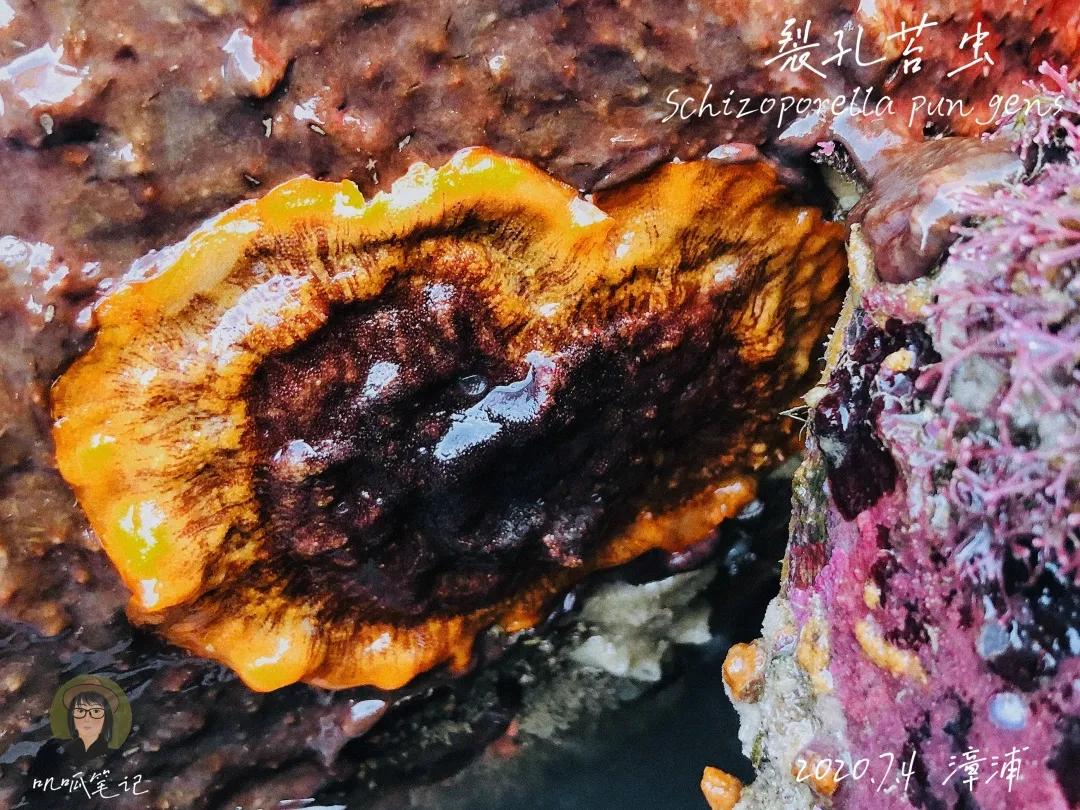 鼓浪屿赶海抓虫,鼓浪屿赶海佛手螺