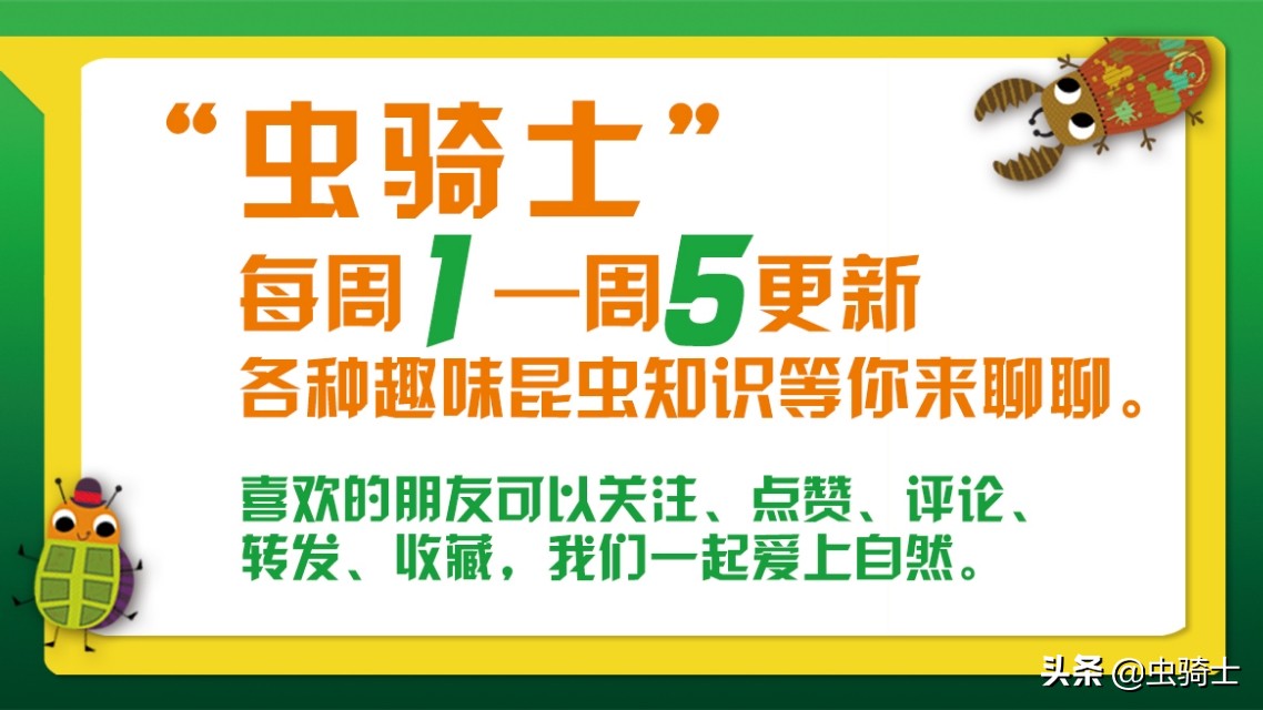 自然科普：昆虫也会生病，没想到有自我隔离、主动吃药的“医技”
