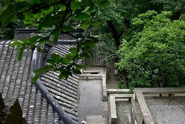 苏州的碧螺春,苏州碧螺春明前茶多少钱一斤