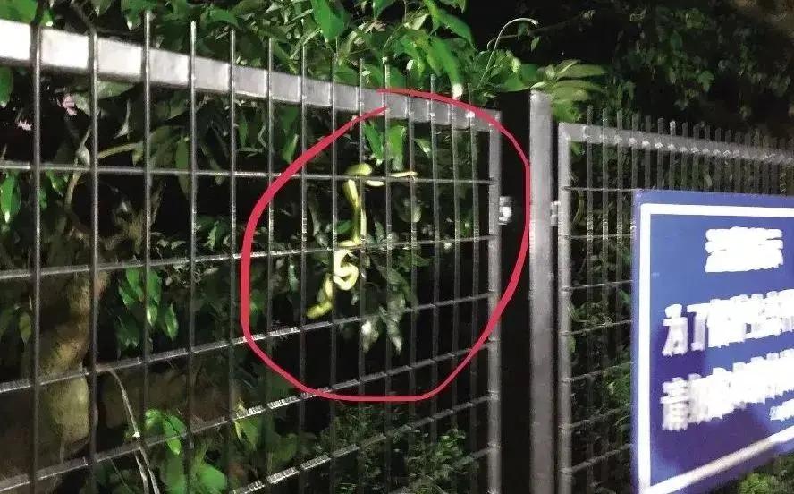 深圳毒蛇分布 (毒蛇高发地区)