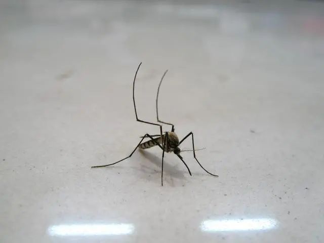 蚊子最怕这个小妙招,天热蚊子嗡嗡叫小窍门治死蚊子