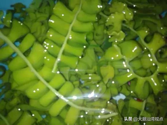 作为潮汕人，这89种海鲜你都能对上号吗