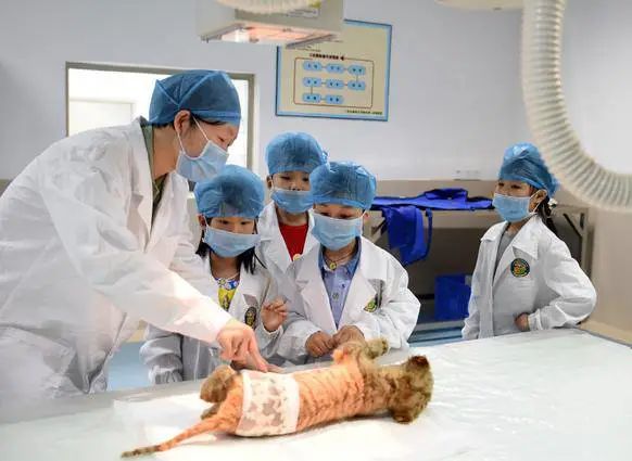 长隆野生动物世界暑假攻略,广州长隆野生动物园亲子一日游攻略