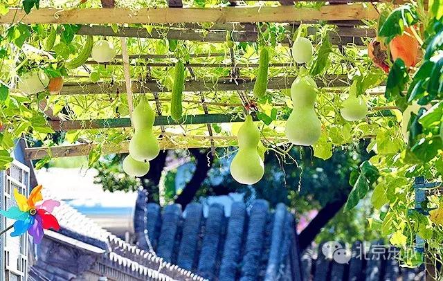 胡同里的日常生活,胡同里的北京生活