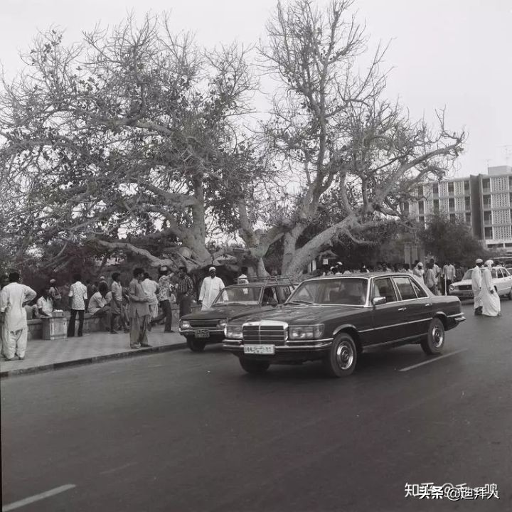 迪拜种一棵树,迪拜养一棵树成本