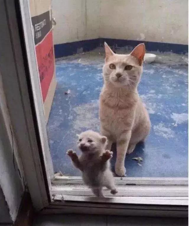 橘猫的7大优点养过的人都说好,自从养了猫才知道什么是爱