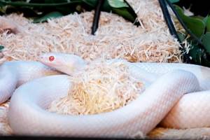 会自己断尾巴的蛇,会捆绑的蛇