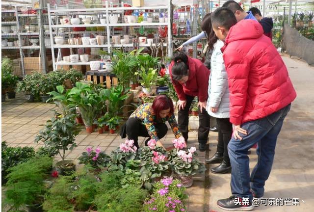 石家庄批发市场可以批发什么呢,石家庄周边县有哪些年货市场