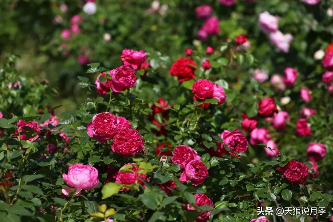 唤作「蔻丹」的月季，应该有怎样的风情？