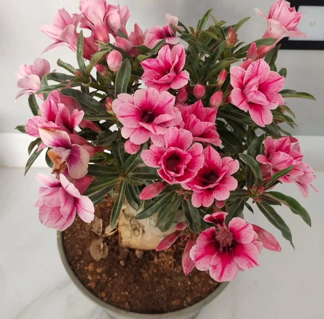 84个沙漠玫瑰品种，收起来慢慢看，待到来年春天选几种喜欢的养