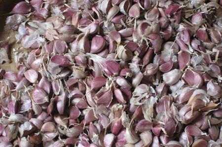 大蒜怎么种才能长得高产,大蒜怎么种才能高产呢