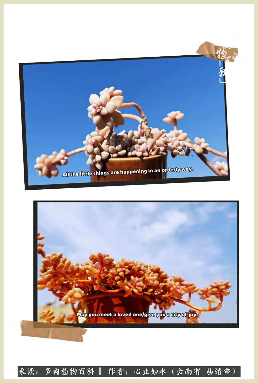 景德镇精品拇指多肉盆,轻奢多肉拇指盆3.5