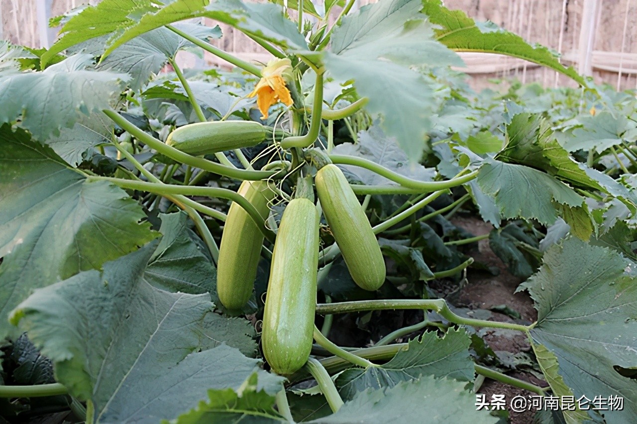 西葫芦烂根用什么药最好,西葫芦烂根特效药