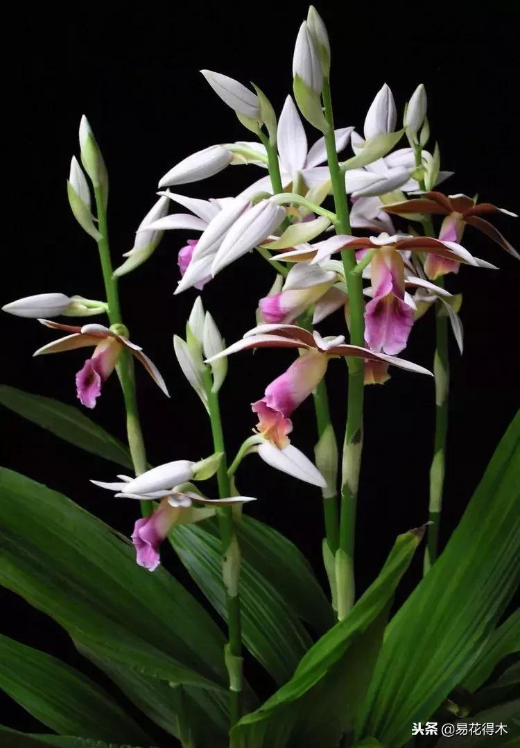 鹤顶兰讲解,鹤顶兰用什么土栽培最好