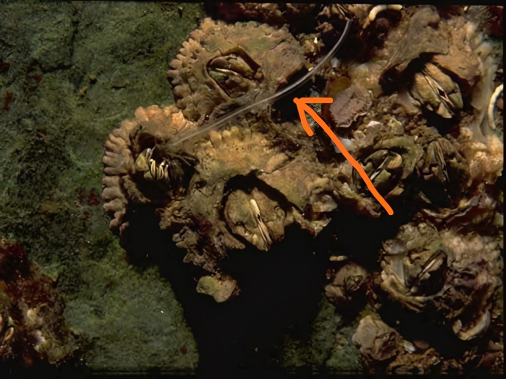 为了更好地传宗接代，动物们进化出了这些奇葩的交配行为