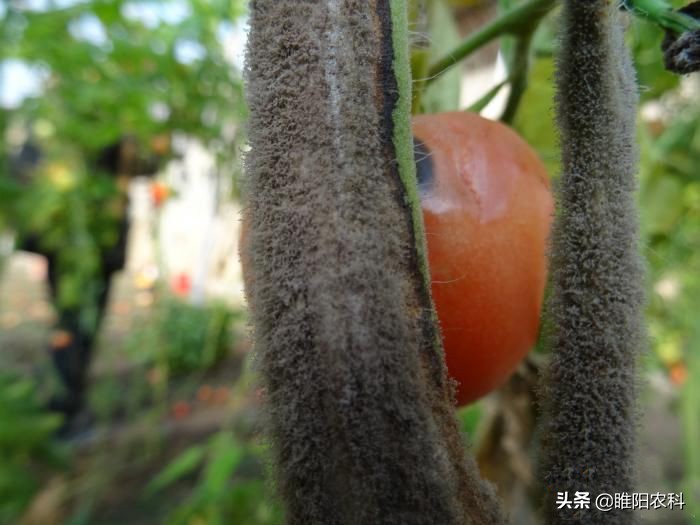 灰霉病怎么治疗彻底根除,灰霉病怎么补救