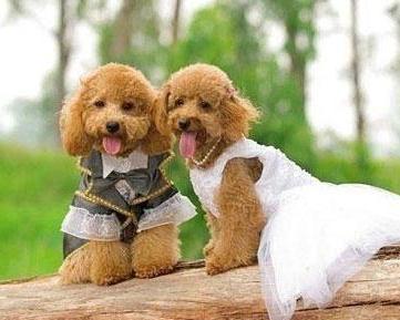 一靠近狗就躲起来,泰迪犬很怕这9件事