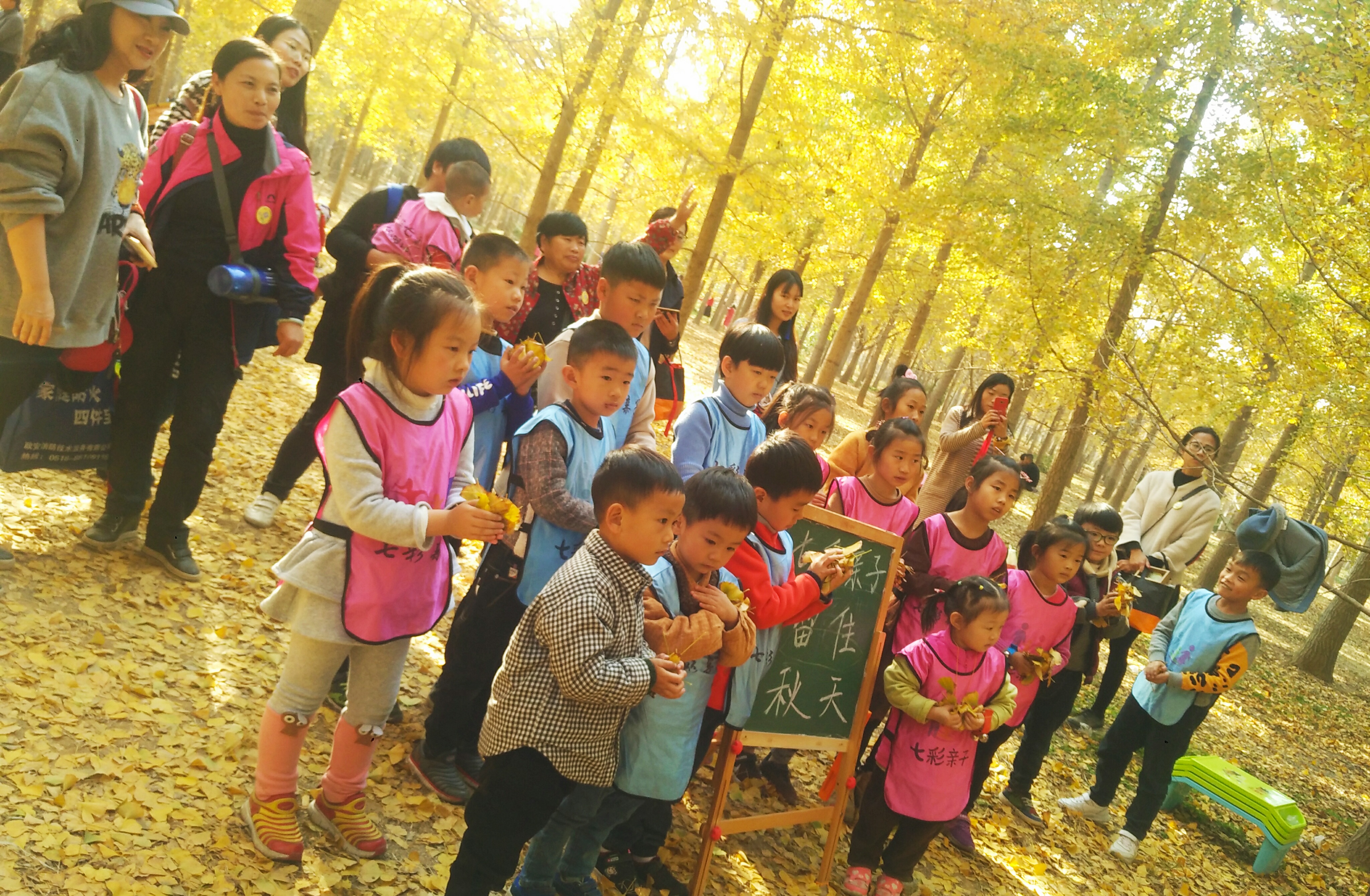 挺拔的银杏树,树型漂亮的银杏树