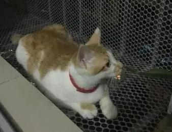 合租室友养猫很吵怎么说,合租室友养猫在客厅怎么处理