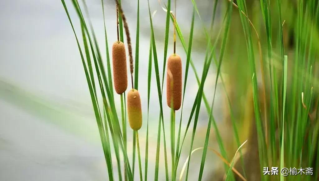 山水谢灵运诗词,李白秋登宣城谢脁北楼原诗详解