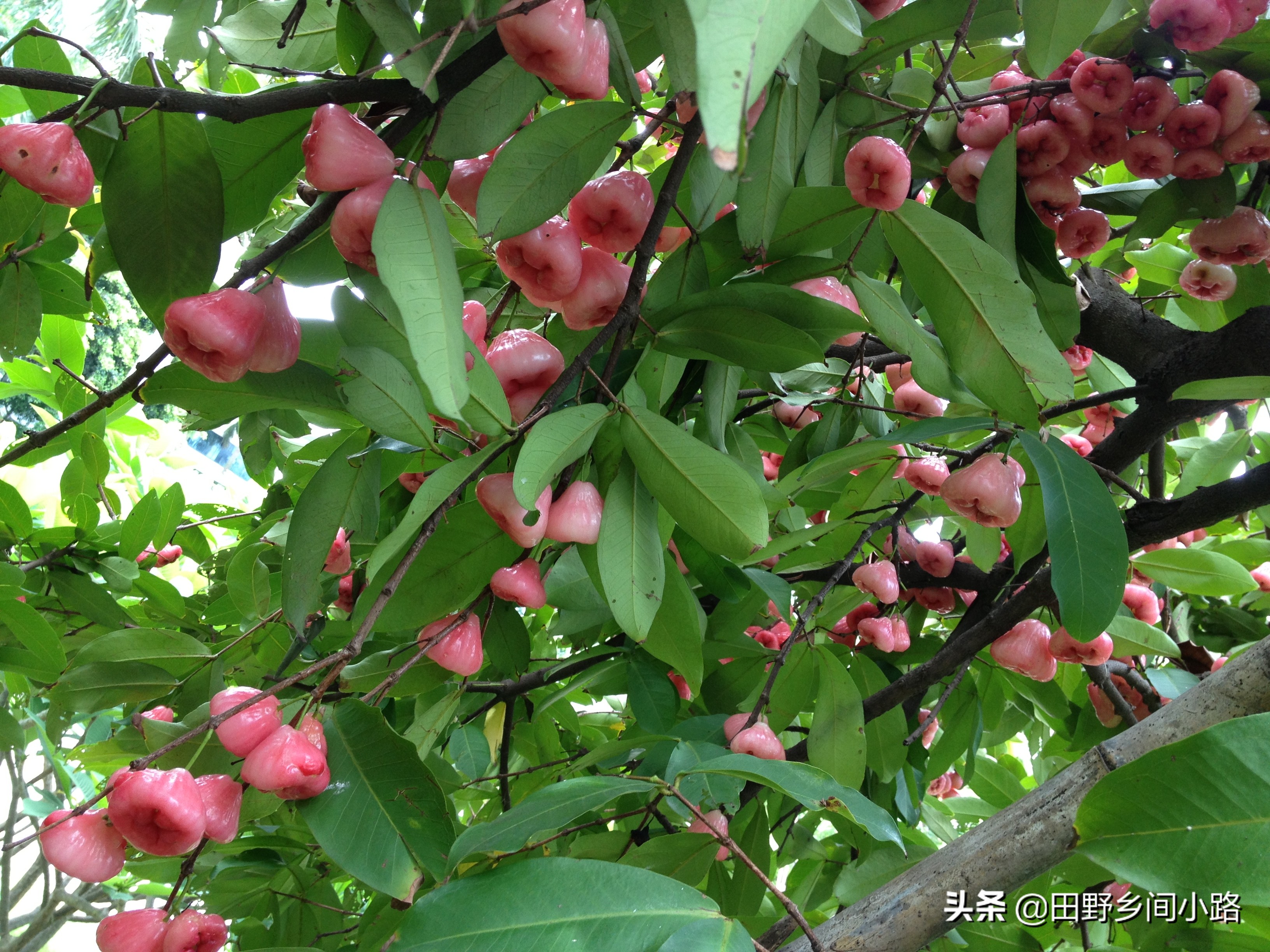 莲雾栽培技术规程,莲雾正确种植方法