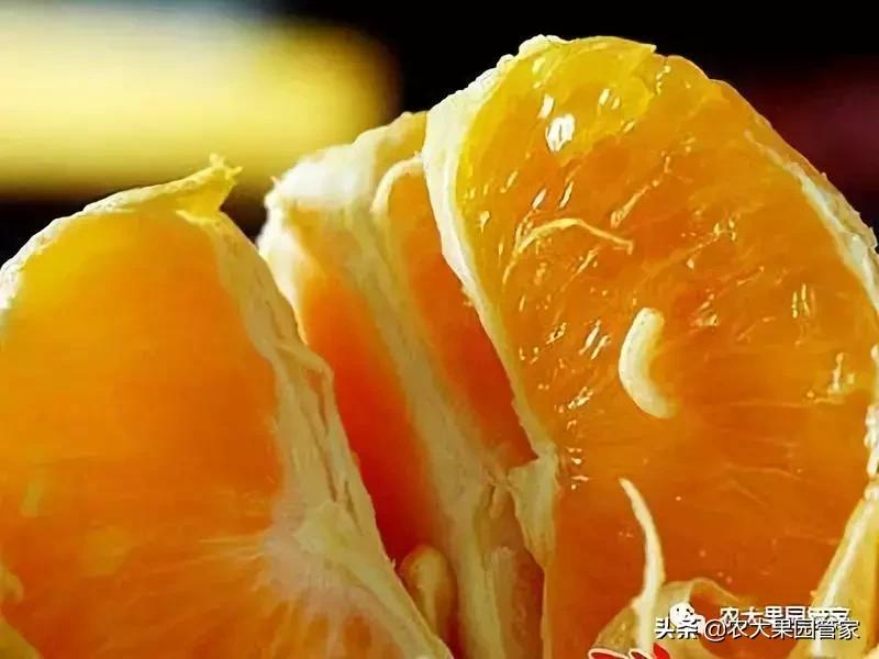 果实蝇危害柑橘的防治方法,果实蝇的危害到几月份